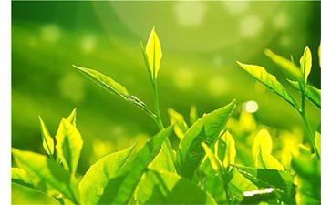 茶葉防偽溯源系統(tǒng)具有哪些優(yōu)勢價值?