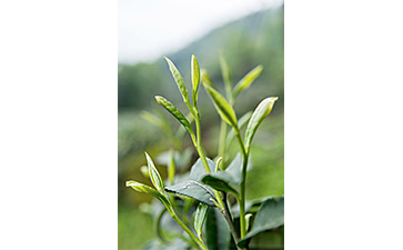 茶葉二維碼防偽標簽可以帶來哪些優(yōu)勢價值已經(jīng)特點?